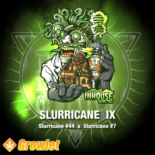 Slurricane IX de In House Genetics semillas feminizadas de cannabis
